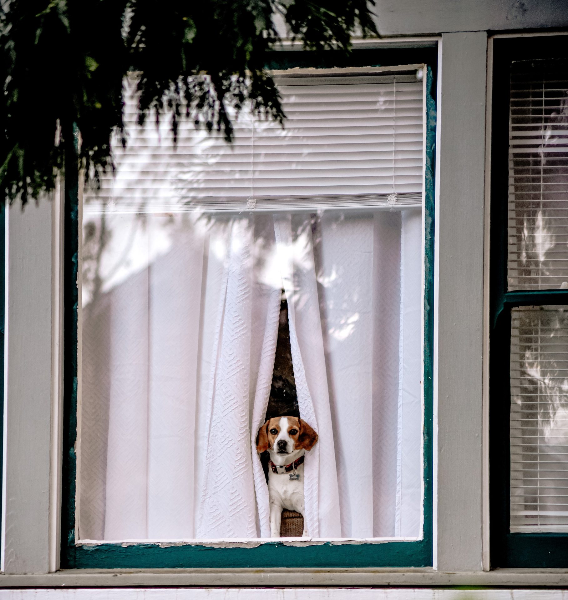 How To Keep Your Pets from Destroying Your San Diego Blinds, Shutters, and Shades