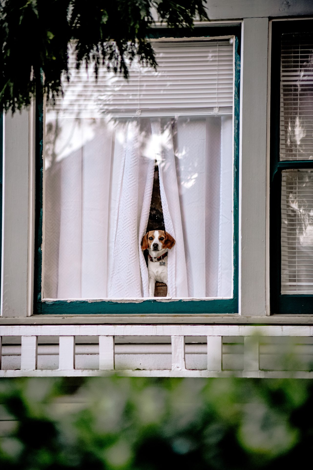 dog peeking through window