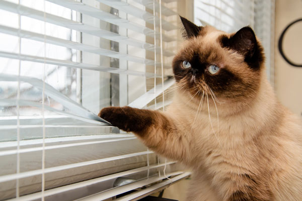Cat Opening Blinds - san diego blinds